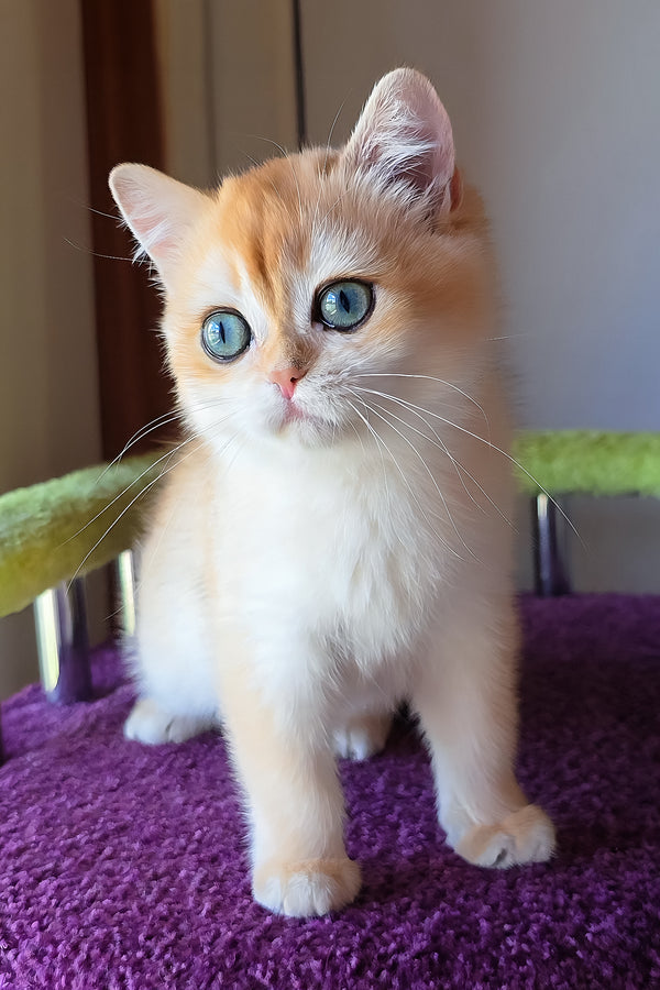 Ofeliya | British Shorthair Kitten