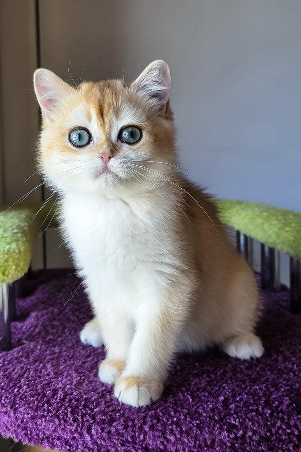 Ofeliya | British Shorthair Kitten