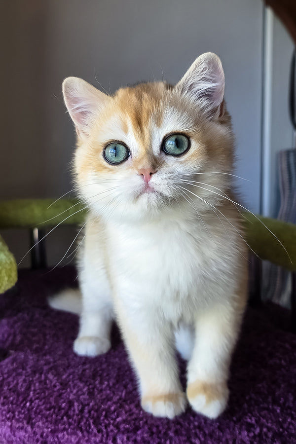 Ofeliya | British Shorthair Kitten
