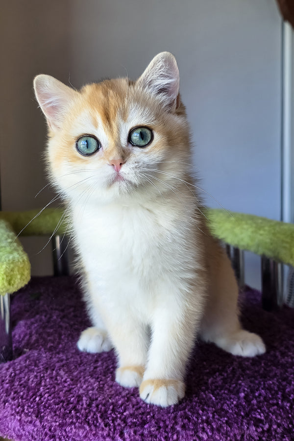 Ofeliya | British Shorthair Kitten