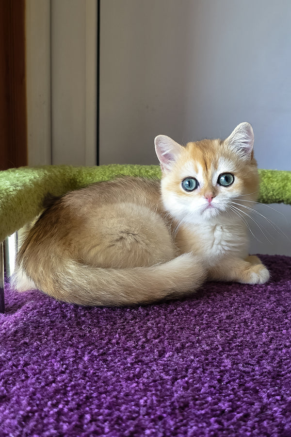 Ofeliya | British Shorthair Kitten