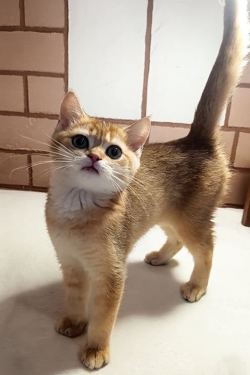 Orion | Scottish Straight Kitten