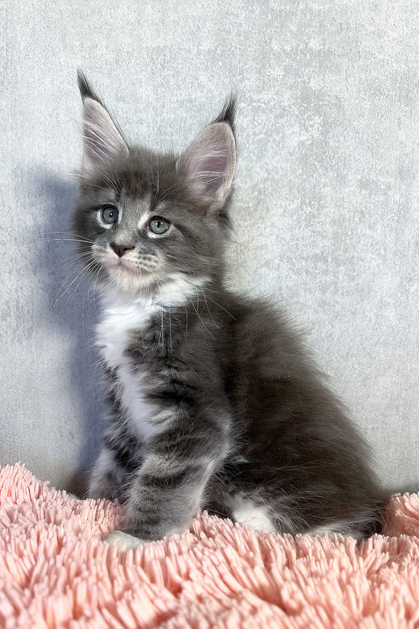 Olivia | Maine Coon Kitten
