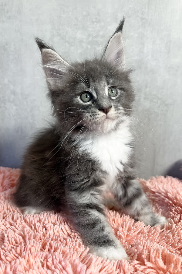 Olivia | Maine Coon Kitten