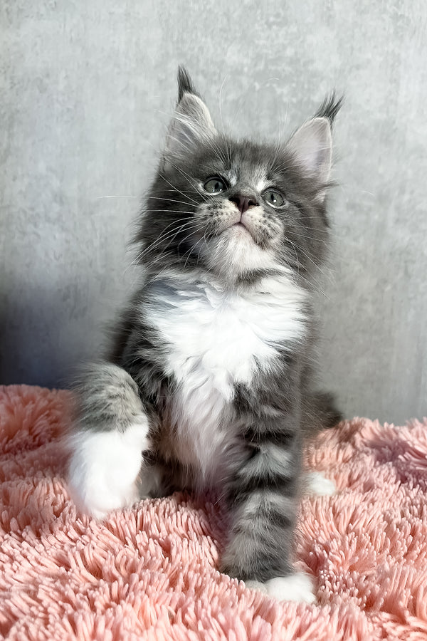 Olivia | Maine Coon Kitten