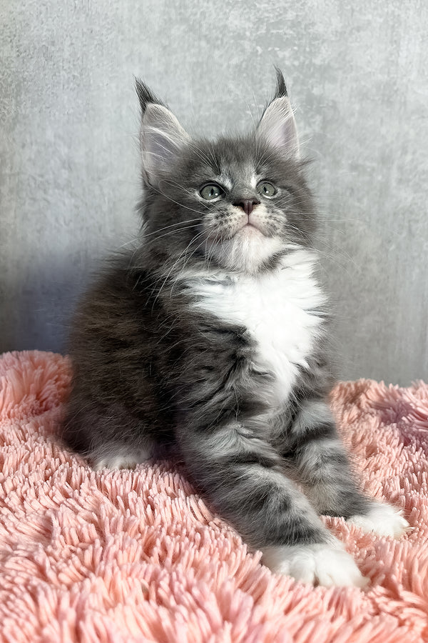 Olivia | Maine Coon Kitten