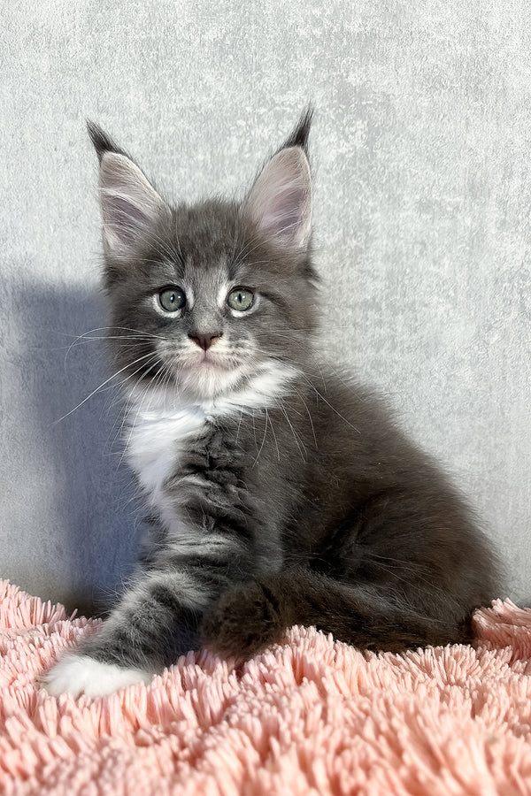 Olivia | Maine Coon Kitten