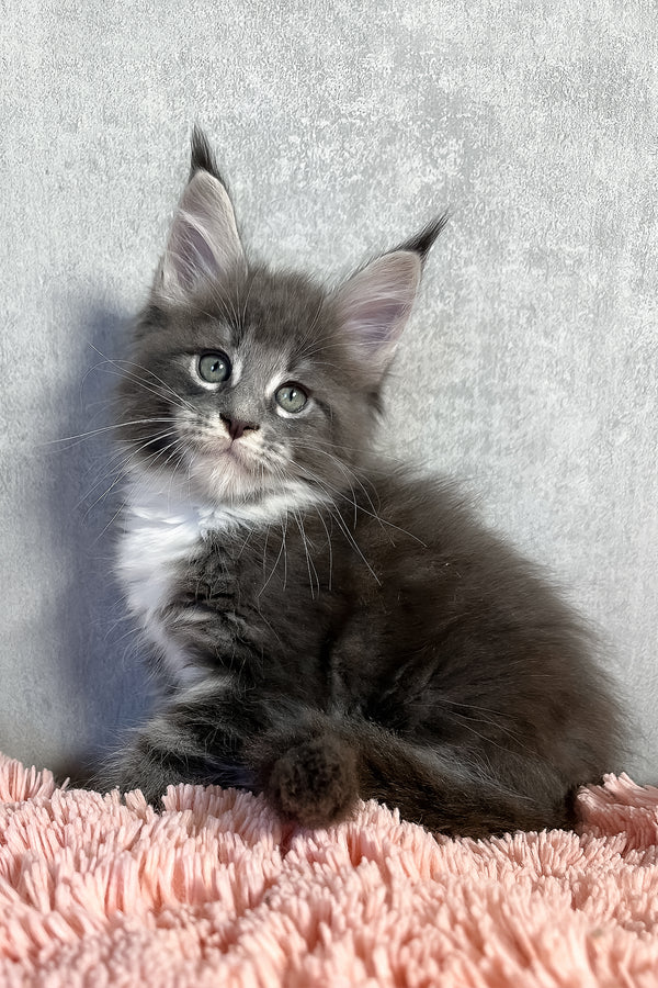 Olivia | Maine Coon Kitten