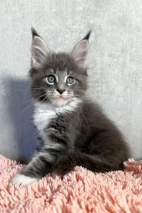 Olivia | Maine Coon Kitten
