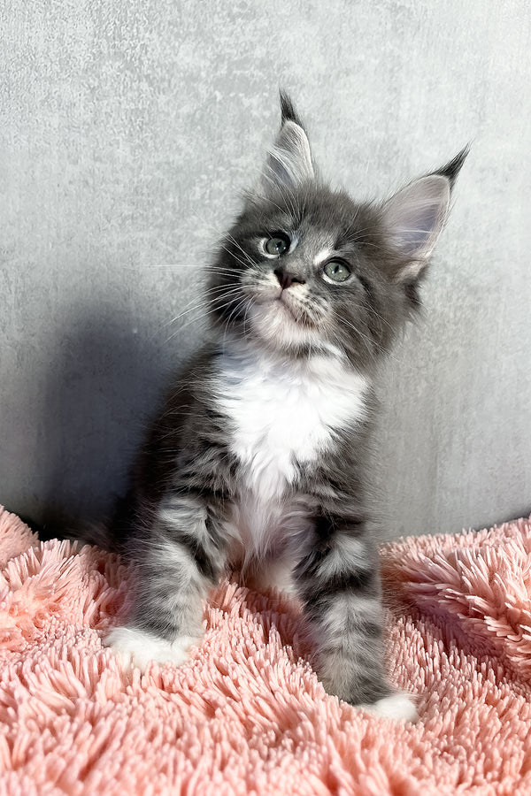 Olivia | Maine Coon Kitten