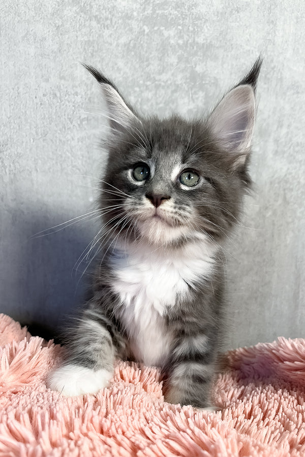 Olivia | Maine Coon Kitten