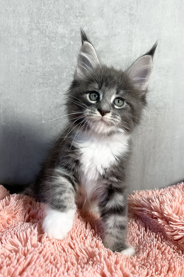 Olivia | Maine Coon Kitten