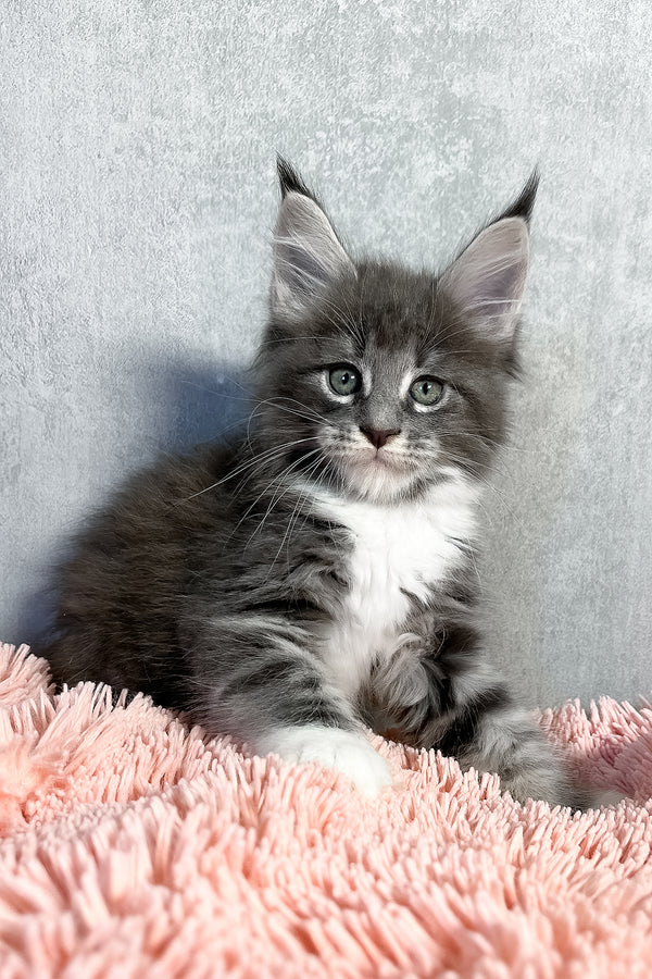 Olivia | Maine Coon Kitten