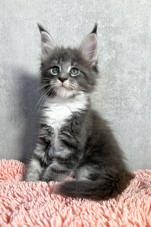 Olivia | Maine Coon Kitten