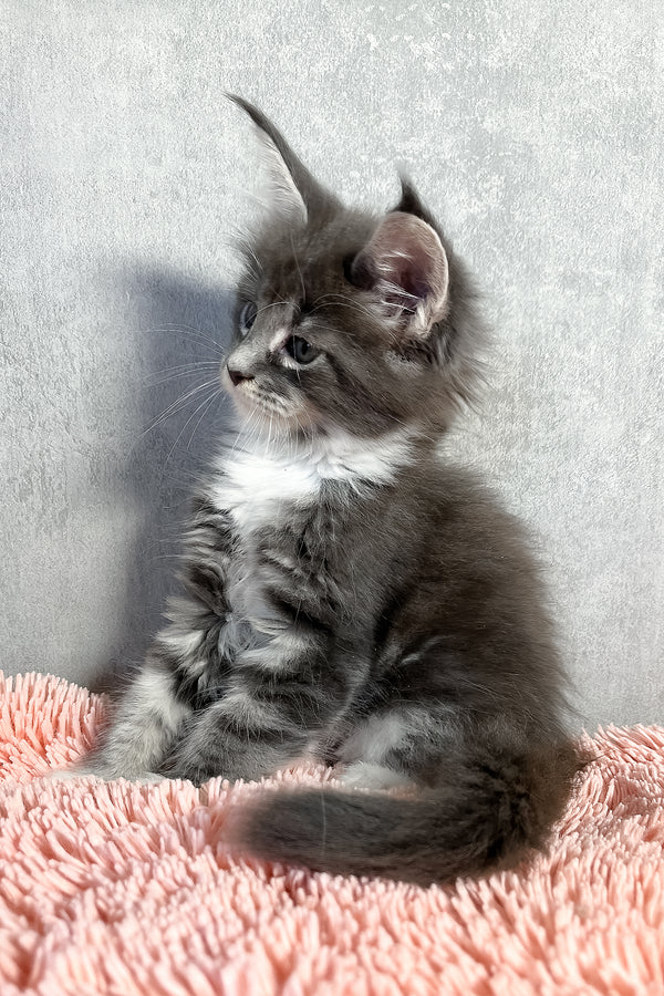 Olivia | Maine Coon Kitten