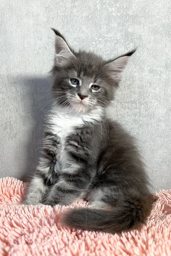 Olivia | Maine Coon Kitten