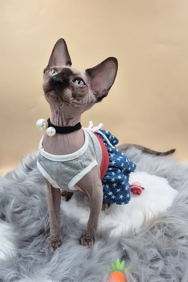 Olivia | Sphynx Kitten
