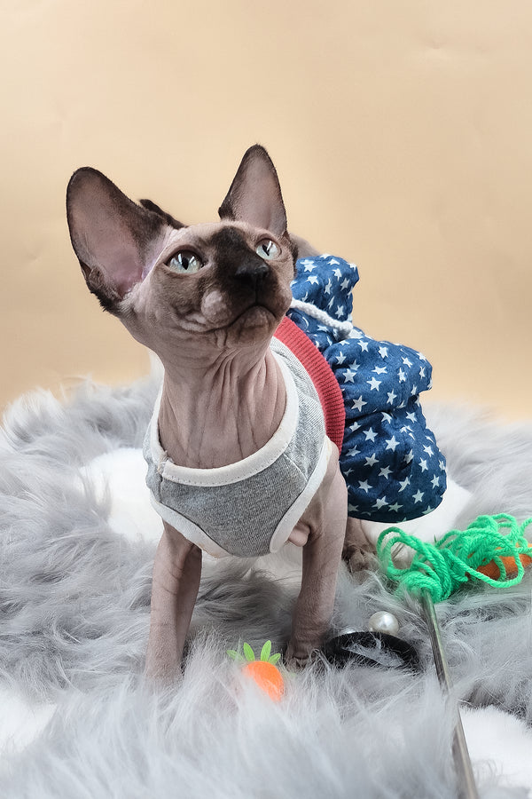 Olivia | Sphynx Kitten