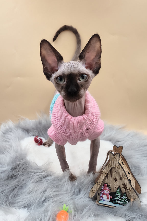 Olivia | Sphynx Kitten