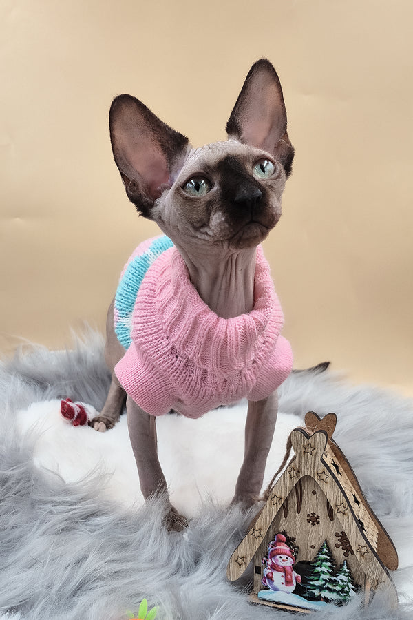 Olivia | Sphynx Kitten