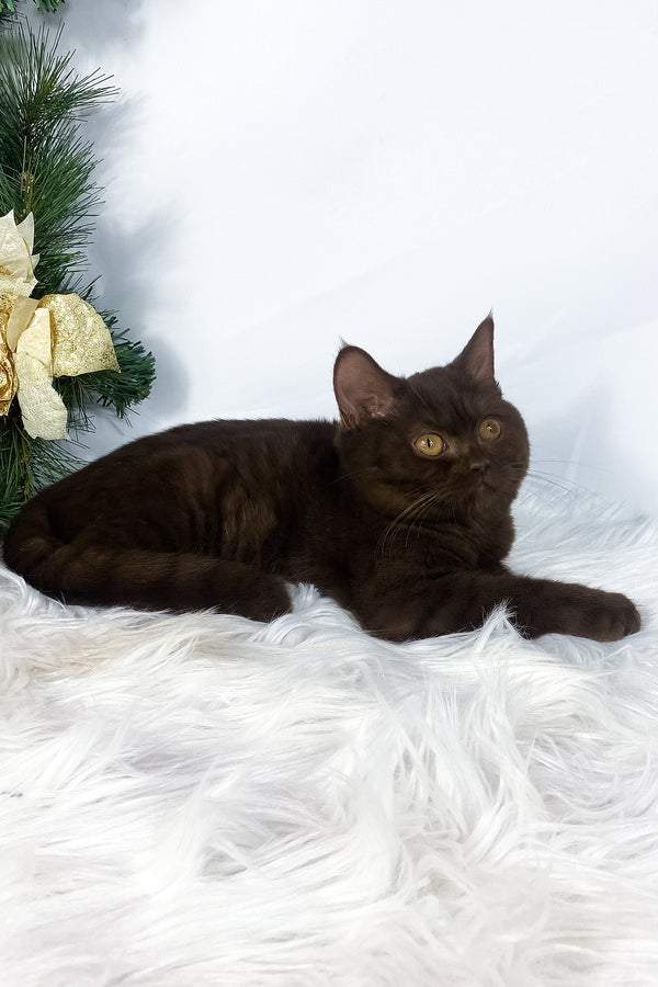 Olly | British Shorthair Kitten