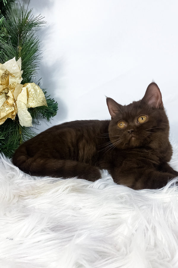 Olly | British Shorthair Kitten