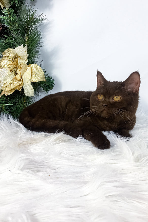 Olly | British Shorthair Kitten