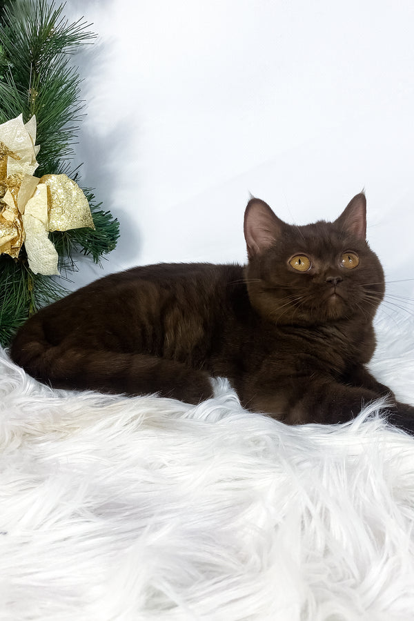 Olly | British Shorthair Kitten