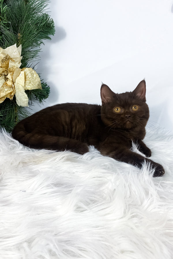 Olly | British Shorthair Kitten