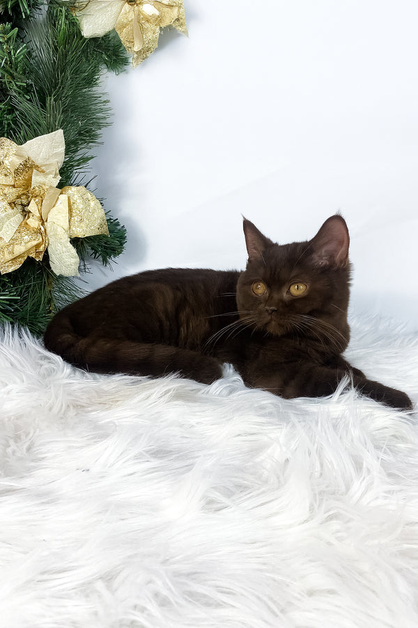 Olly | British Shorthair Kitten