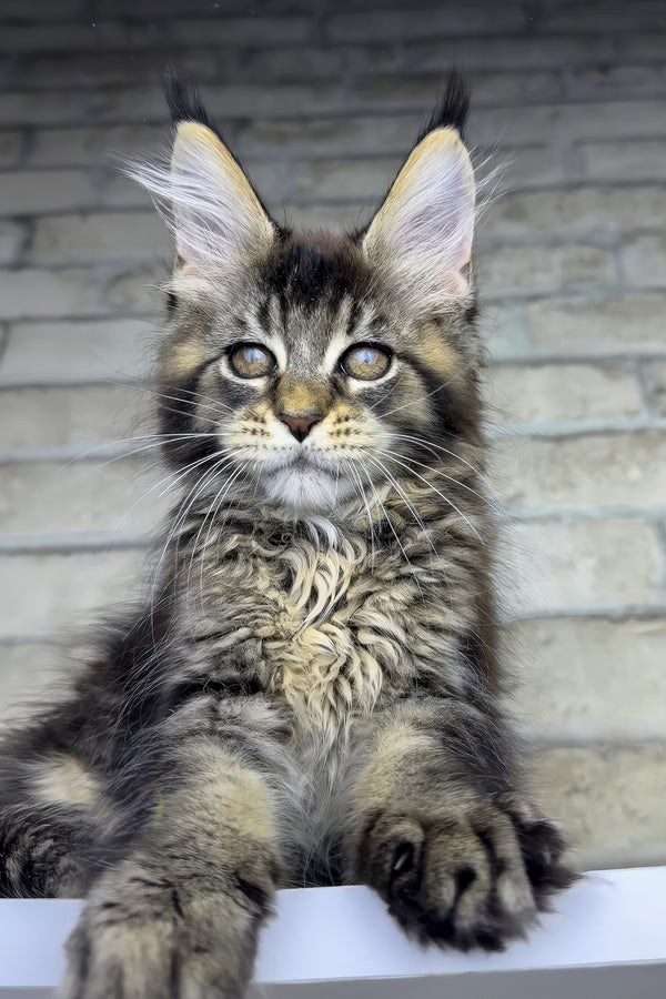 Olympia | Maine Coon Kitten