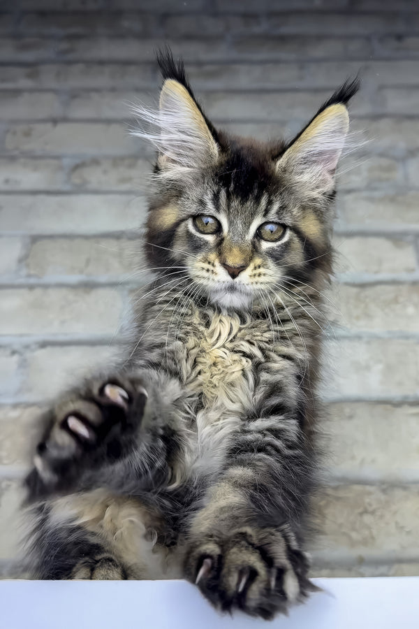Olympia | Maine Coon Kitten