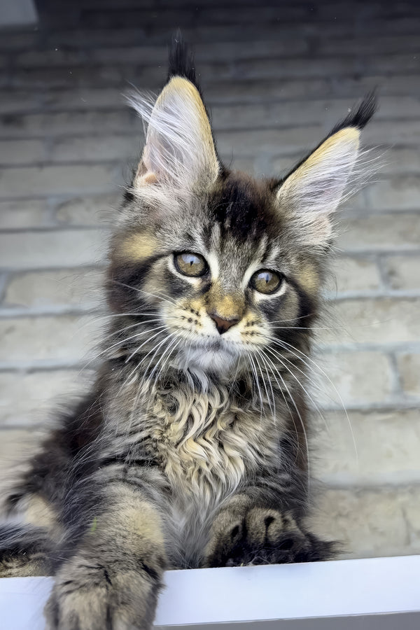 Olympia | Maine Coon Kitten
