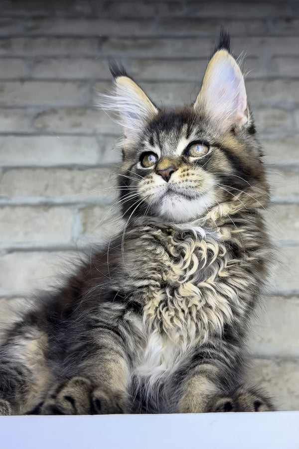 Olympia | Maine Coon Kitten