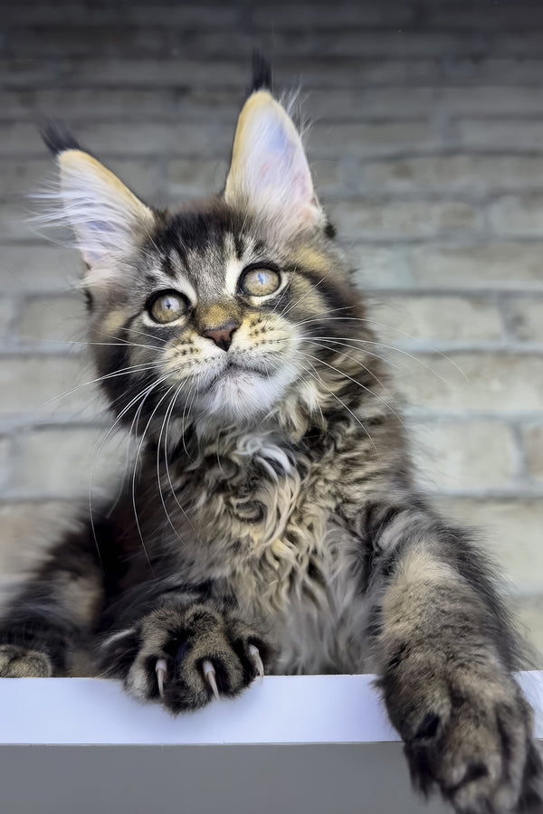 Olympia | Maine Coon Kitten