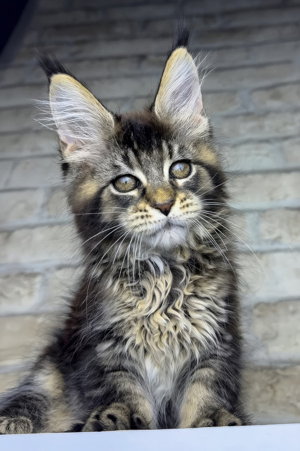 Olympia | Maine Coon Kitten