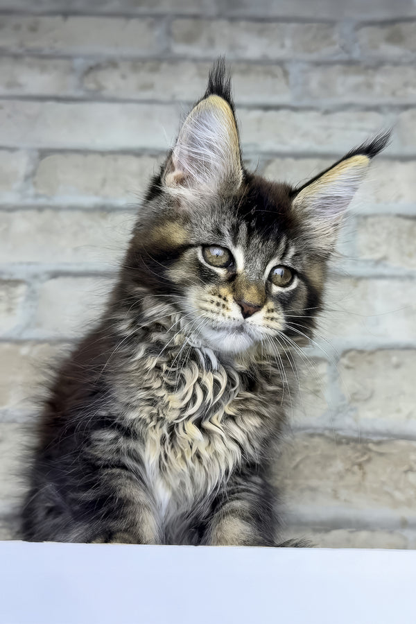 Olympia | Maine Coon Kitten