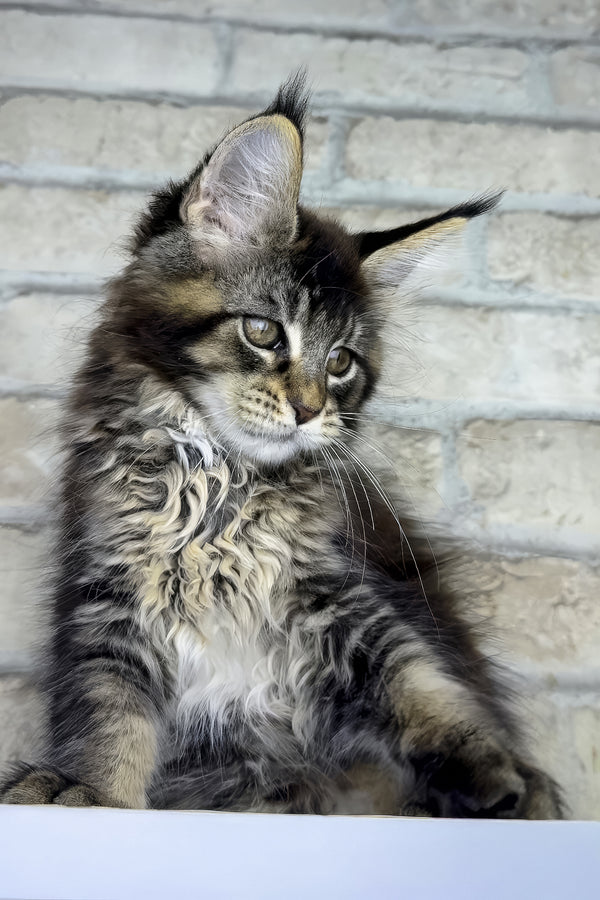 Olympia | Maine Coon Kitten