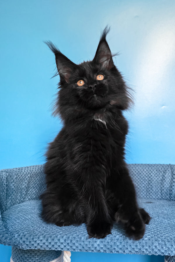 Omalia | Polydactyl Maine Coon Kitten