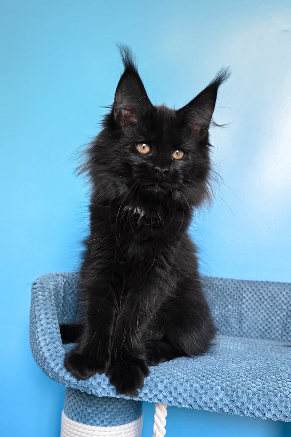 Omalia | Polydactyl Maine Coon Kitten