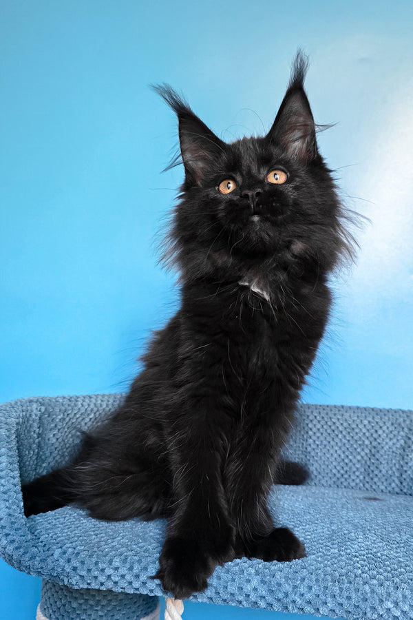 Omalia | Polydactyl Maine Coon Kitten