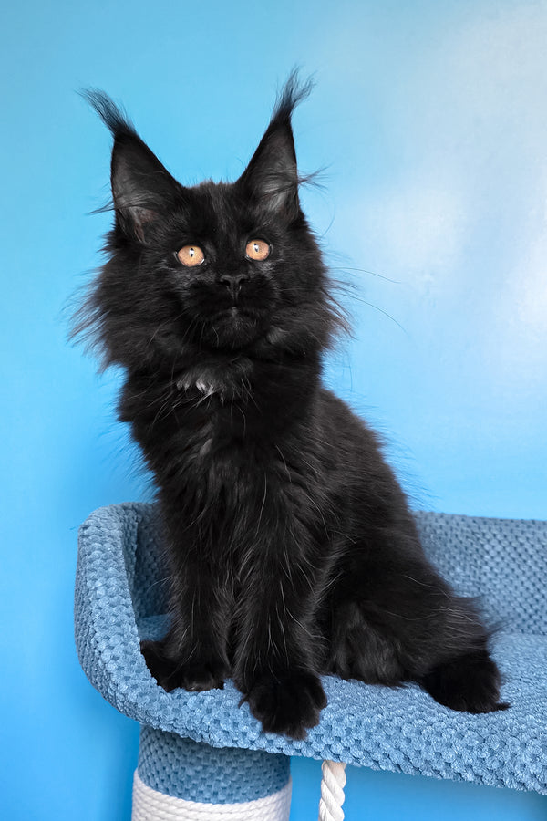 Omalia | Polydactyl Maine Coon Kitten