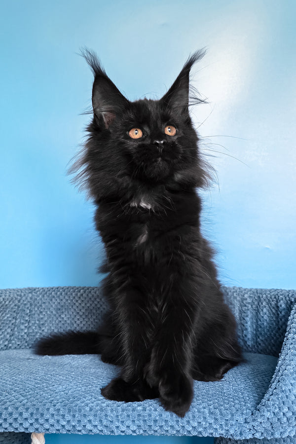 Omalia | Polydactyl Maine Coon Kitten
