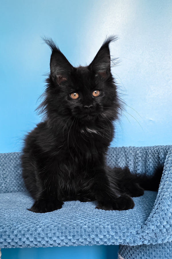 Omalia | Polydactyl Maine Coon Kitten