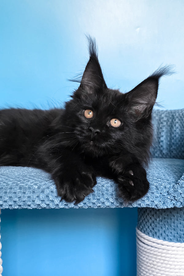 Omalia | Polydactyl Maine Coon Kitten