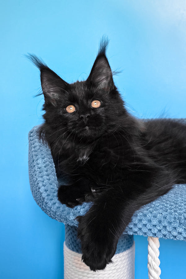 Omalia | Polydactyl Maine Coon Kitten