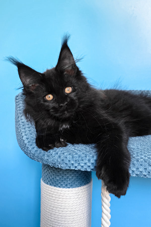 Omalia | Polydactyl Maine Coon Kitten