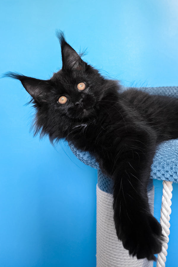 Omalia | Polydactyl Maine Coon Kitten