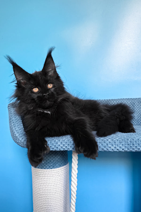 Omalia | Polydactyl Maine Coon Kitten