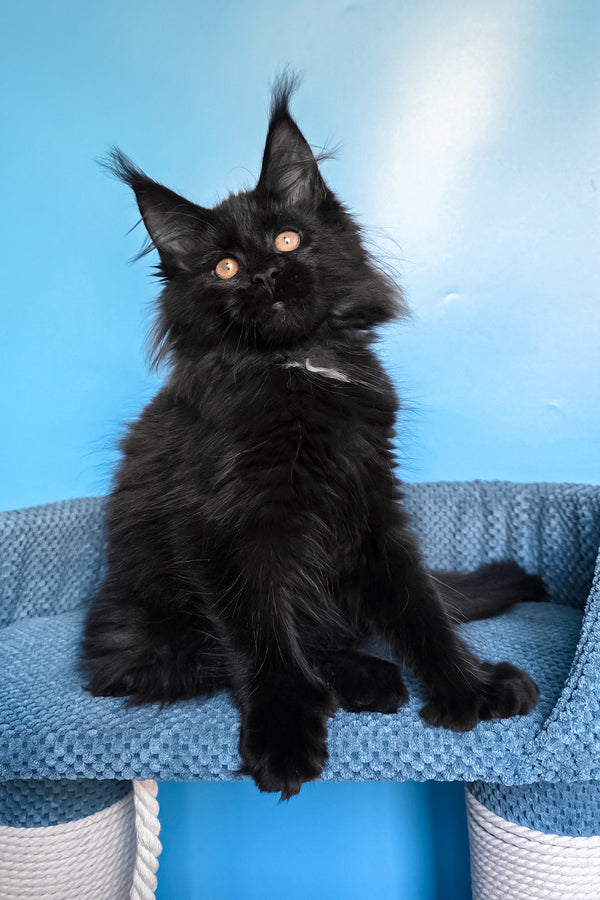 Omalia | Polydactyl Maine Coon Kitten